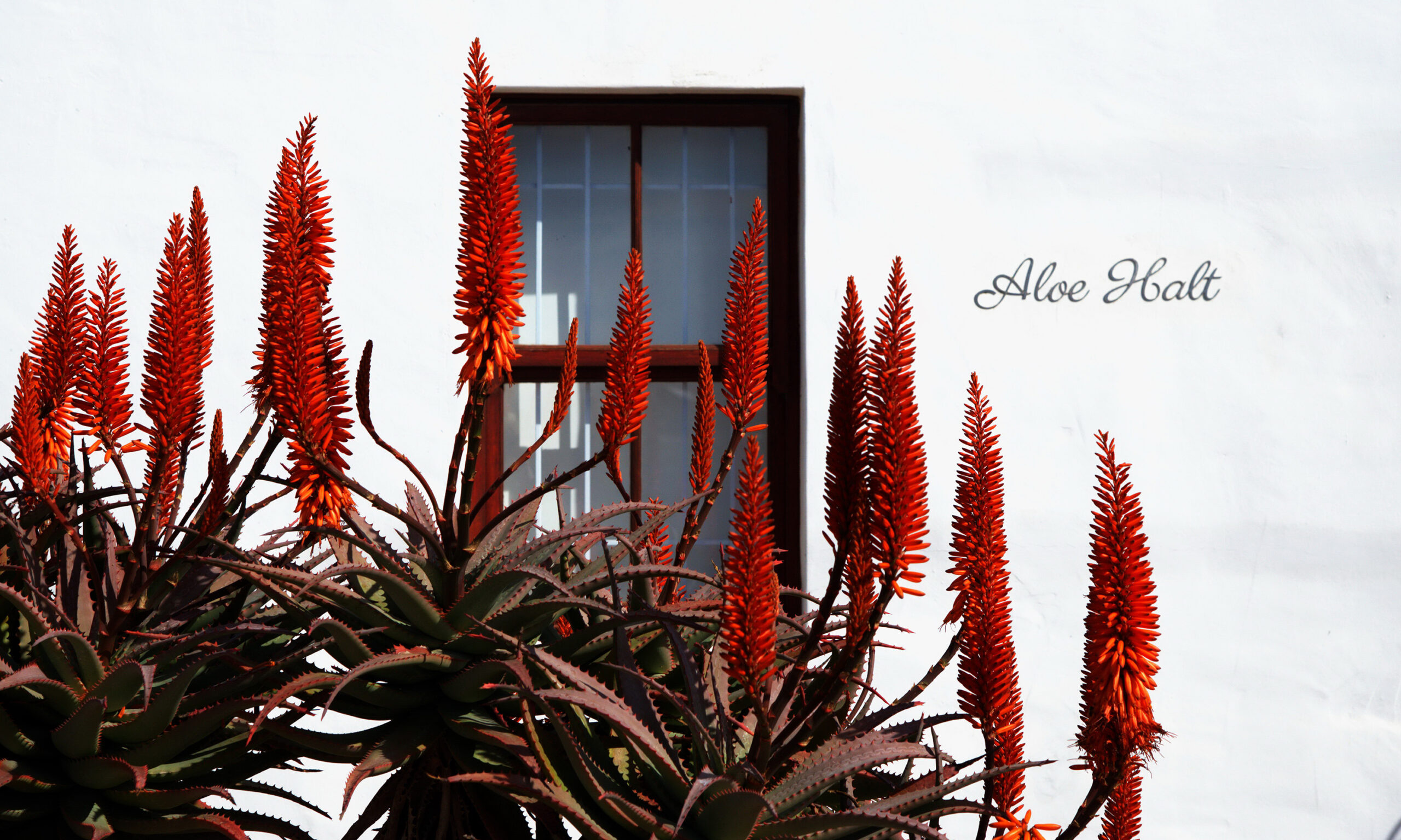 Paternoster Accommodation | Aloe Halt Paternoster Accommodation | Aloe Halt