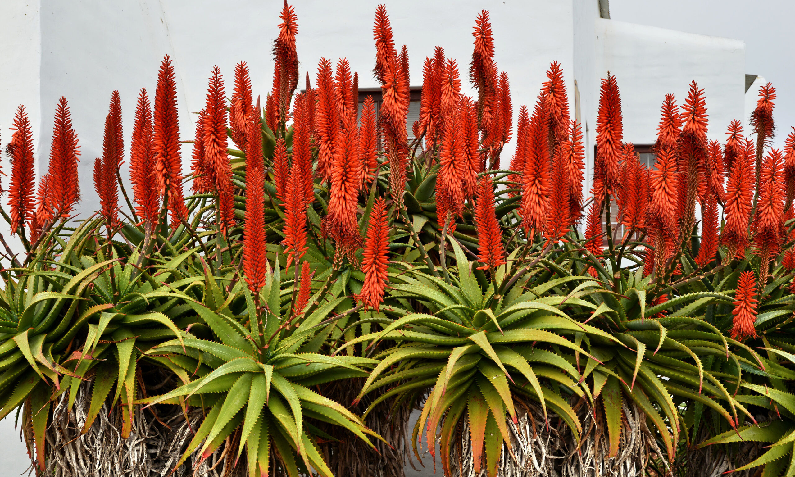 Paternoster Accommodation | Aloe Halt Paternoster Accommodation | Aloe Halt