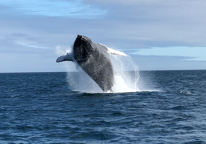 to-do-whale-watching